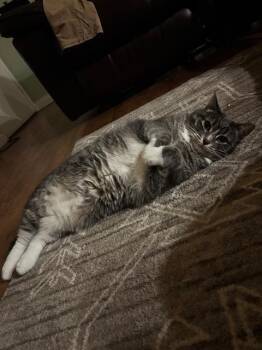 MITTENS -  Domestic Short Hair Cat for Adoption in Camarillo, California - MITTENS | PetCurious
