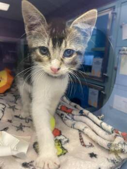 STEVEN* -  Domestic Short Hair Cat for Adoption in Santa Cruz, California - STEVEN* | PetCurious