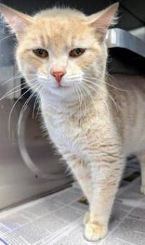 Domestic Short Hair Cats Available for Adoption in Fairfax, Virginia - Zeke | PetCurious