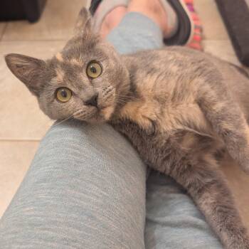 Dilute Tortoiseshell and Tortoiseshell Cats Available for Adoption - Rizz | PetCurious