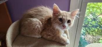 OJ -  Domestic Long Hair Cat for Adoption in Wheaton, Illinois - OJ | PetCurious