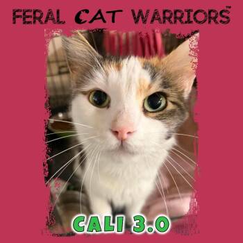 Cali 3.0 -  Domestic Long Hair Cat for Adoption in Kingman, Arizona - Cali 3.0 | PetCurious