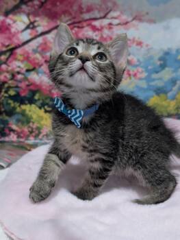 Purrno Mars -  Tabby and Domestic Short Hair Cat for Adoption in Fremont, California - Purrno Mars | PetCurious