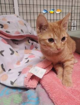Goldfish -  Domestic Short Hair Cat for Adoption in Diamond Springs, California - Goldfish | PetCurious
