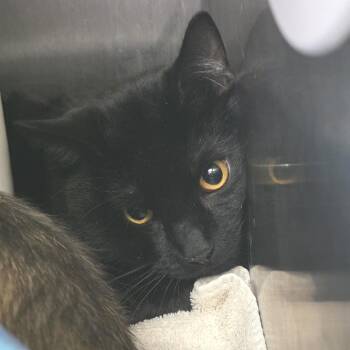 Ji Ji -  Domestic Short Hair Cat for Adoption in Fort Wayne, Indiana - Ji Ji | PetCurious