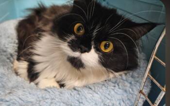 Georgia -  Persian Cat for Adoption in Temple, Pennsylvania - Georgia | PetCurious