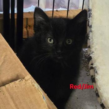 Jim (red) -  Domestic Short Hair Cat for Adoption in Belfair, Washington - Jim (red) | PetCurious
