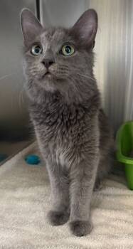 Rescue Domestic Medium Hair and Domestic Short Hair Cats for Adoption in Willmar, Minnesota - Andi | PetCurious