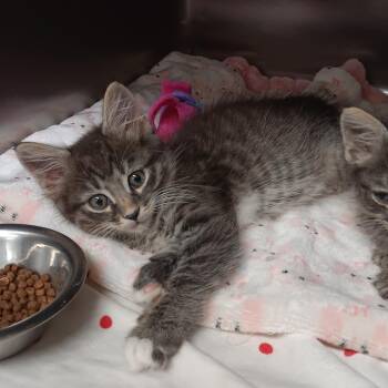Bonfire -  Domestic Short Hair Cat for Adoption in Jupiter, Florida - Bonfire | PetCurious