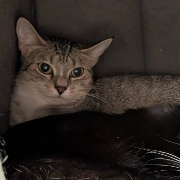 Boba -  Domestic Short Hair Cat for Adoption in Titusville, Florida - Boba | PetCurious