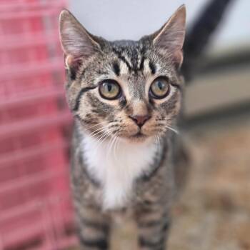 Domestic Short Hair Cats Available for Adoption - Banks (tripod) | PetCurious
