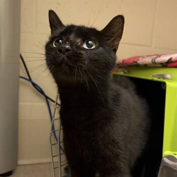 Domestic Short Hair Cats Available for Adoption in Barnstable, Massachusetts - SWAN | PetCurious