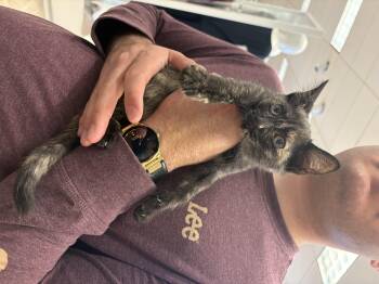 Rescue Domestic Medium Hair Cats for Adoption in Youngstown, Florida - Angelica | PetCurious