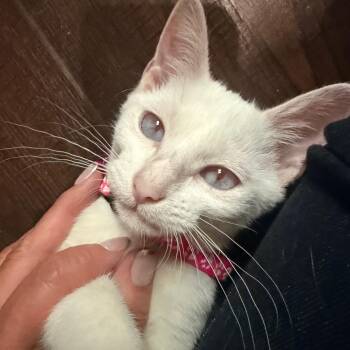 Vanessa Ives -  Domestic Short Hair Cat for Adoption in Chaska, Minnesota - Vanessa Ives | PetCurious