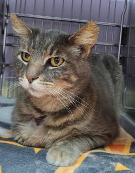 Grebe -  Domestic Short Hair Cat for Adoption in Vancouver, Washington - Grebe | PetCurious
