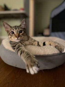 Rescue Domestic Short Hair Cats for Adoption in Los Angeles, California - Baby Blanket | PetCurious