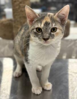 Heart -  Domestic Short Hair Cat for Adoption in Corpus Christi, Texas - Heart | PetCurious
