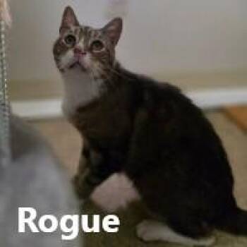 Rescue Domestic Short Hair Cats for Adoption in Olympia, Washington - Rogue | PetCurious