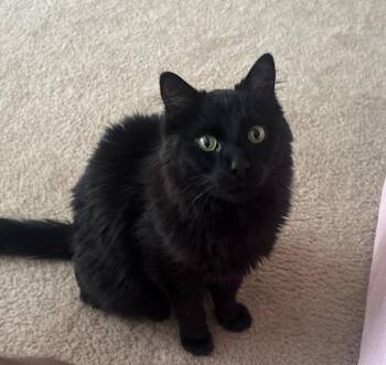 Anubis -  Domestic Medium Hair Cat for Adoption in Des Moines, Iowa - Anubis | PetCurious