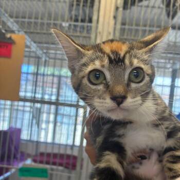 Nectarine -  Domestic Short Hair Cat for Adoption in Goleta, California - Nectarine | PetCurious