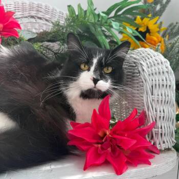 Rye Bread Hammy 56522 -  Maine Coon and Domestic Short Hair Cat for Adoption in Eaton Rapids, Michigan - Rye Bread Hammy 56522 | PetCurious