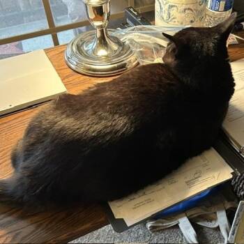 Fibi (Phoebe) -  Domestic Short Hair Cat for Adoption in Prosper, Texas - Fibi (Phoebe) | PetCurious
