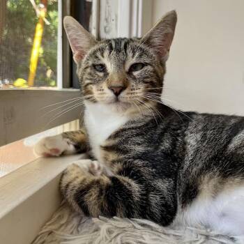 Rescue Domestic Short Hair Cats for Adoption in Lakewood, California - Cosita | PetCurious
