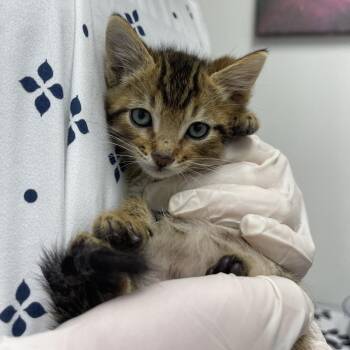 Fez -  Domestic Short Hair Cat for Adoption in Grantsville, Utah - Fez | PetCurious