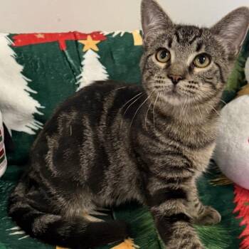 Domestic Short Hair Cats Available for Adoption in Houston, Texas - Falcon | PetCurious