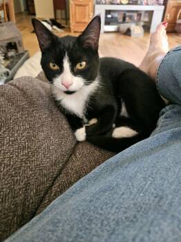 Bany -  Domestic Short Hair and Tuxedo Cat for Adoption in Attalla, Alabama - Bany | PetCurious