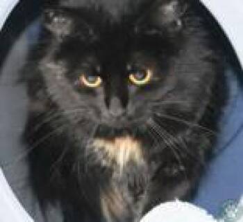 Topaz -  Domestic Short Hair Cat Available for Adoption in Potsdam, New York - Topaz | PetCurious