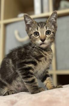 Rescue Domestic Medium Hair Cats for Adoption - Tipaz/Tipper | PetCurious