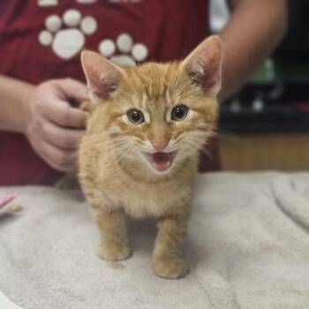 Stan -  Domestic Short Hair Cat for Adoption in Kansas City, Missouri - Stan | PetCurious