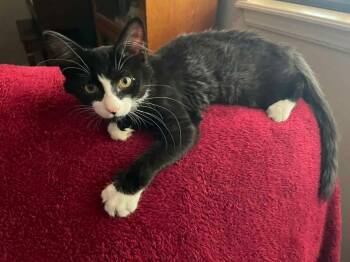 Gizmo -  Domestic Medium Hair Cat for Adoption in Broken Arrow, Oklahoma - Gizmo | PetCurious