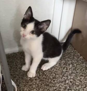 Harry Kane -  Domestic Short Hair Cat for Adoption in Tucson, Arizona - Harry Kane | PetCurious