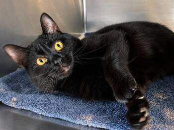WAZ -  Domestic Short Hair Cat for Adoption in Sandusky, Ohio - WAZ | PetCurious