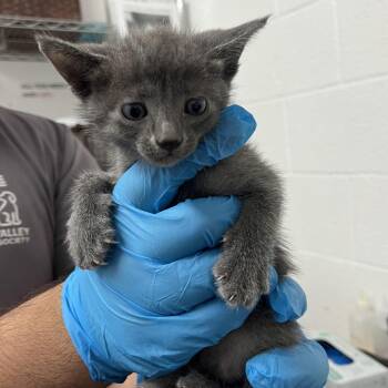 Jiffy -  Domestic Short Hair Cat for Adoption in Edinburg, Texas - Jiffy | PetCurious