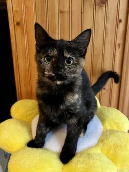 Sienna -  Domestic Short Hair Cat for Adoption in Emerald Isle, North Carolina - Sienna | PetCurious