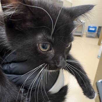 Jack Bolton -  Domestic Short Hair Cat for Adoption in Winston-salem, North Carolina - Jack Bolton | PetCurious