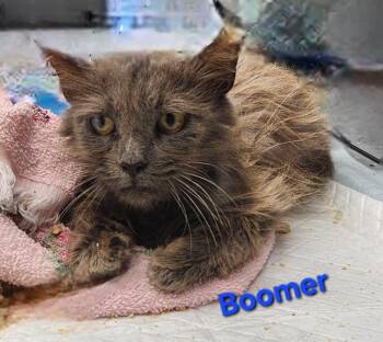 Boomer -  Domestic Long Hair Cat for Adoption in Cambridge, Maryland - Boomer | PetCurious