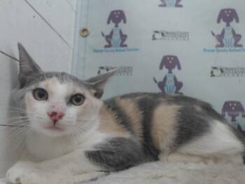 FRUIT LOOPS -  Domestic Short Hair Cat for Adoption in Orlando, Florida - FRUIT LOOPS | PetCurious