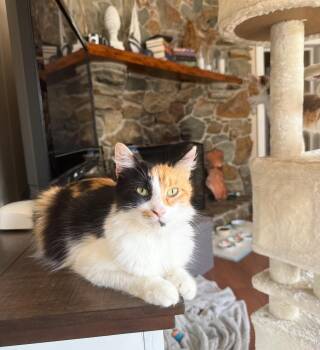 Calico Cats Available for Adoption in Tampa, Florida - Mama | PetCurious
