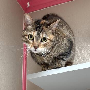 Domestic Short Hair Cats Available for Adoption in Dallas, Texas - Judy | PetCurious