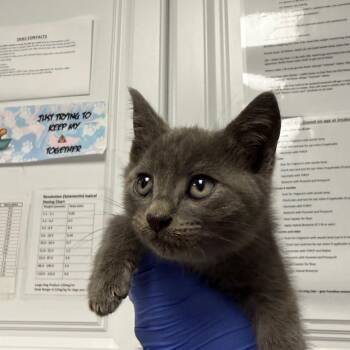 Biskit -  Domestic Short Hair Cat for Adoption in Greenville, South Carolina - Biskit | PetCurious