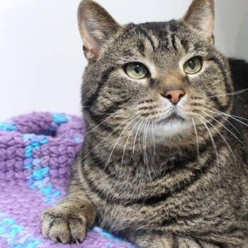 Domestic Short Hair Cats Available for Adoption - Klaus | PetCurious