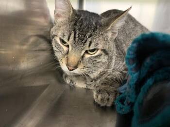 Domestic Short Hair Cats Available for Adoption in Grand Prairie, Texas - CONSTRUCTION BARREL | PetCurious