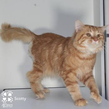 Scotty Manassas (polydactyl) -  Maine Coon and Domestic Short Hair Cat for Adoption in Merrifield, Virginia - Scotty Manassas (polydactyl) | PetCurious
