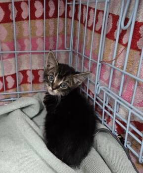 Domestic Short Hair Cats Available for Adoption in Gainesville, Florida - Yori (graceful) | PetCurious