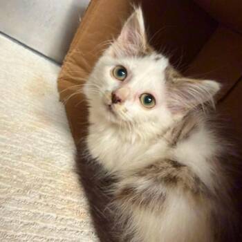 Over It -  Domestic Long Hair Cat for Adoption in Martinsville, Virginia - Over It | PetCurious