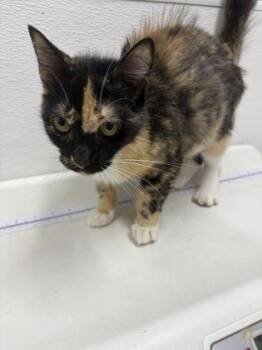 Salem -  Domestic Short Hair Cat for Adoption in West Chester, Pennsylvania - Salem | PetCurious